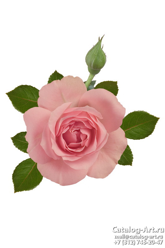 Натяжные потолки с фотопечатью - Розовые розы 34